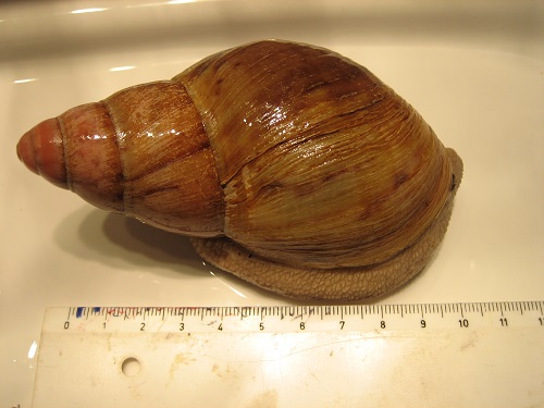 Arch.marginata.jpg