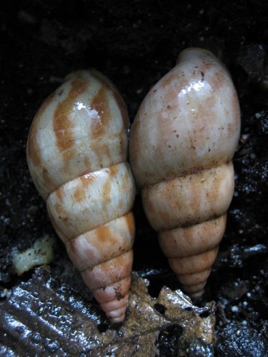 Limicolaria flammea 2 Tansania.jpg