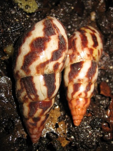 Limicolaria flammea Tansania.jpg