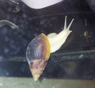 schnecke deckel.jpg