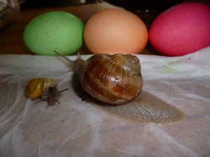 Ostern 002.JPG