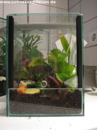 535_Terrarium_BabyFulis_1.jpg