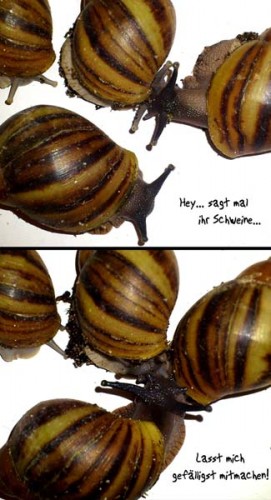 neu00.jpg