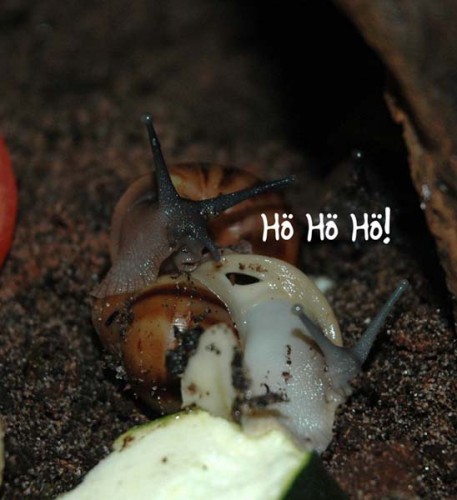 Knotenschnecke.jpg