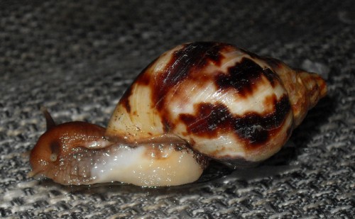 schnecke.JPG