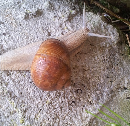 weinbergschnecke222.jpg