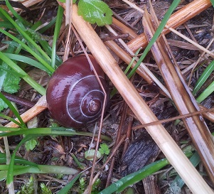 Bänderschnecke rot.jpg
