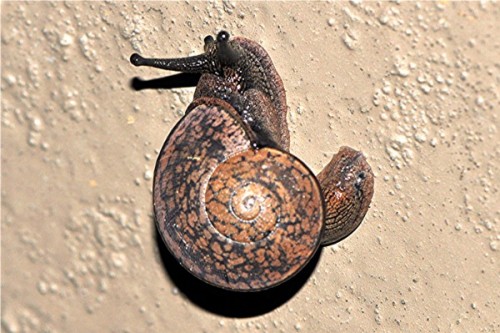 _DSC0134 Schnecke, Ausschnitt, Kontrast, Schärfe, klein.JPG