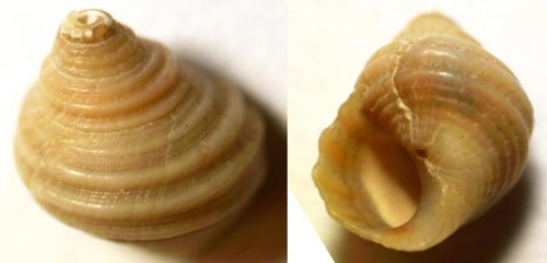 schnecke_michna_03.jpg