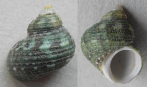 schnecke_X_michna_2.jpg