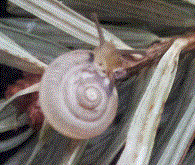 Schnecke.gif