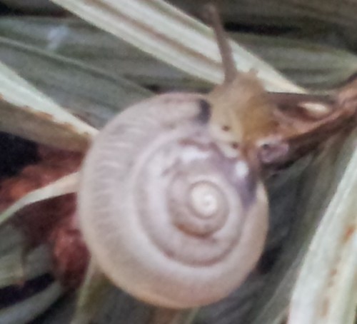 Schnecke_neu.jpg