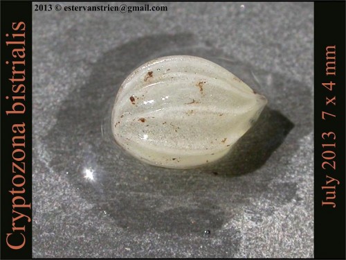 C bistrialis egg-s.JPG