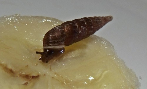 DSCF1453.JPG