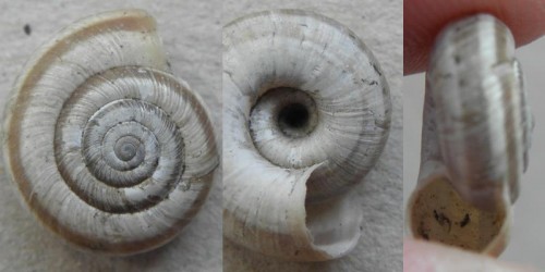 schnecke_8_michna.jpg