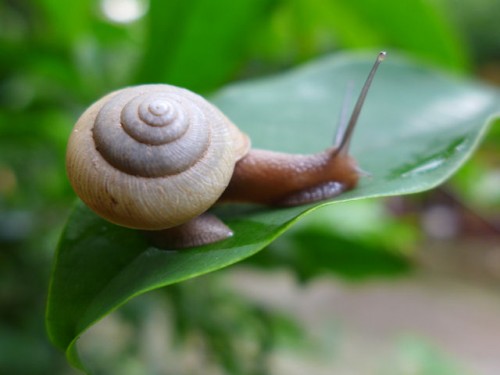 foto_vietnam_schnecke3.jpg