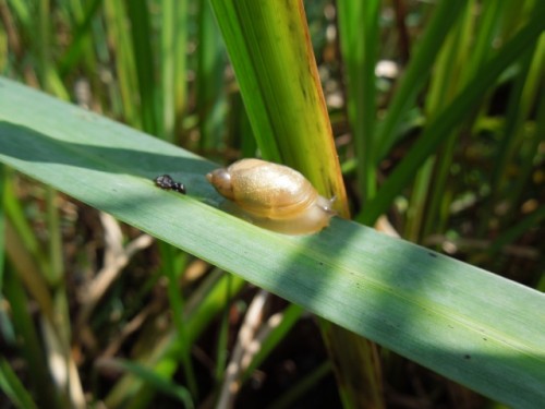 erste Bernsteinschnecke (2).jpg