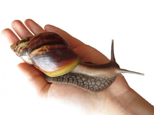 schnecke.JPG