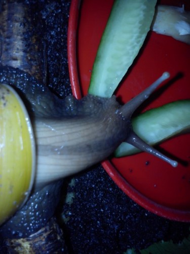Schnecken 110.jpg