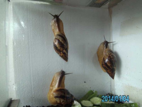 PICT0075.JPG