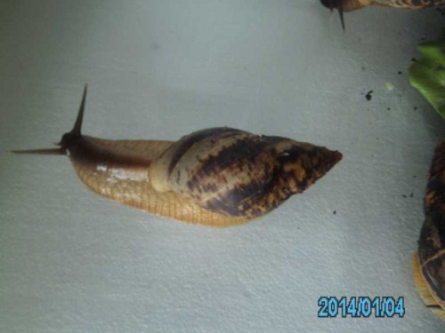 PICT0066.JPG