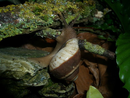 Acavus haemastoma melanotragus9.jpg