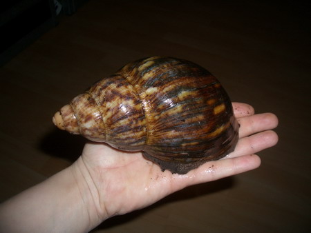 Archachatina marginata ovum.jpg