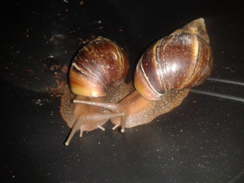 Schneckenforum 5 020.jpg