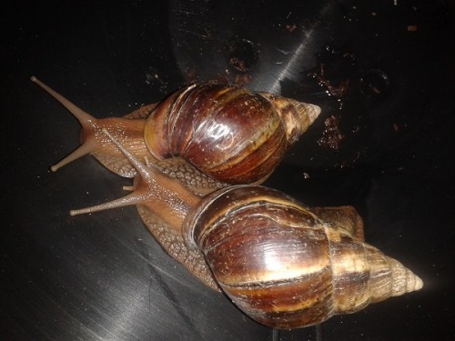 Schneckenforum 5 023.jpg