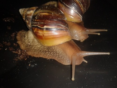 Schneckenforum 5 026.jpg