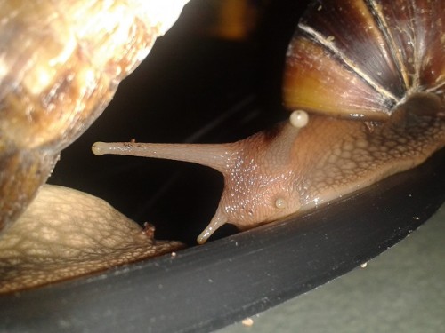 Schneckenforum 5 068.jpg