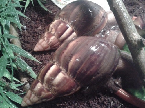 Schneckenforum 5 128.jpg