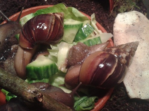 Schneckenforum 5 131.jpg