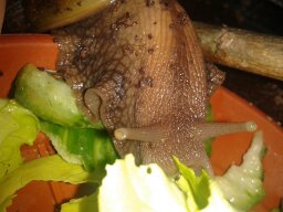 Schneckenforum 5 349.jpg