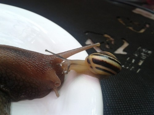 Schneckenforum 5 490.jpg