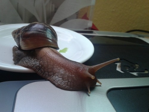 Schneckenforum 5 515.jpg