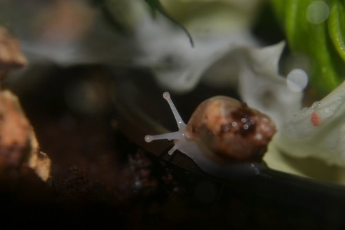 WJ links (Small).JPG