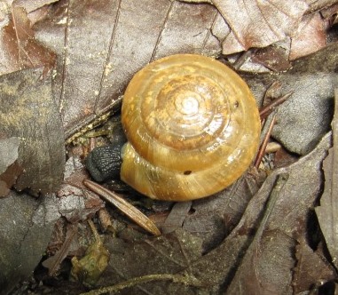 Schnecke ... Uvalica 13.2.6..JPG