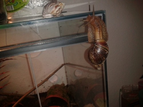 Schneckenforum 6 074.jpg