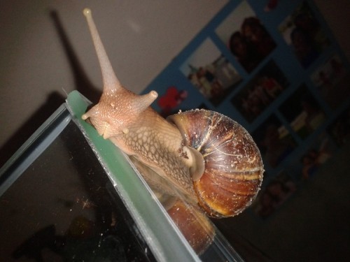 Schneckenforum 6 080.jpg