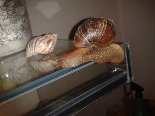 Schneckenforum 6 087.jpg