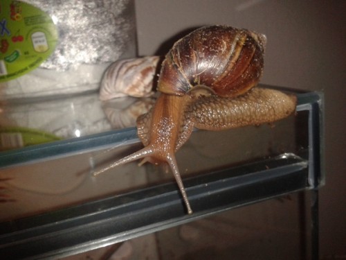 Schneckenforum 6 088.jpg