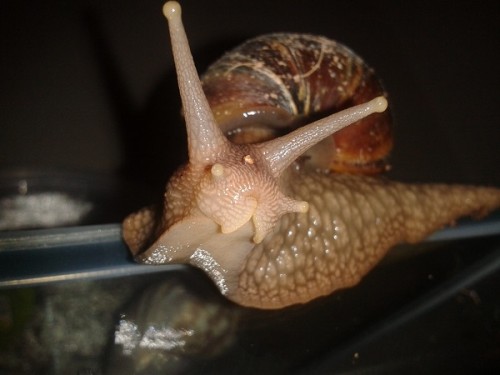 Schneckenforum 6 097.jpg