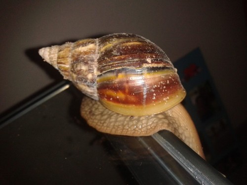 Schneckenforum 6 102.jpg