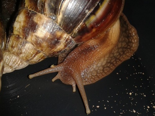 Schneckenforum 6 163.jpg