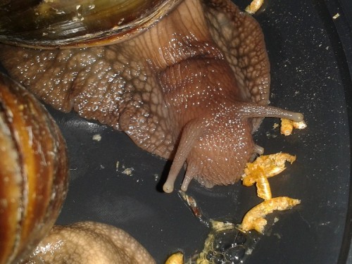 Schneckenforum 6 189.jpg