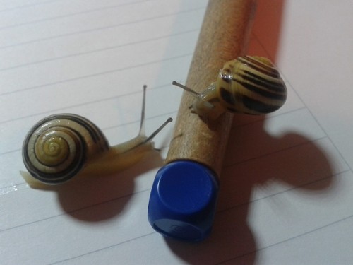 Schneckenforum 6 016.jpg