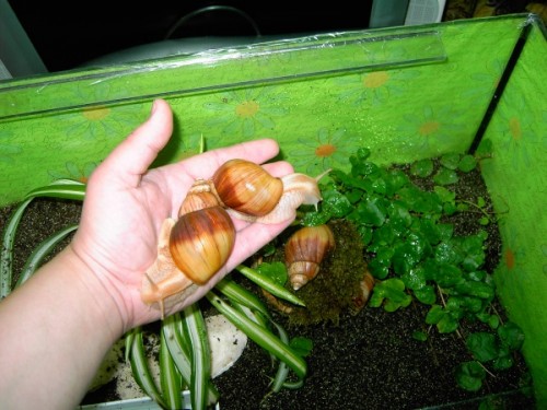 a.immaculata var.two tone.jpg