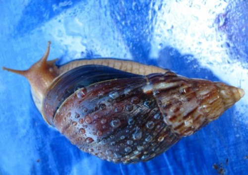 A. immaculata immaculata.jpg