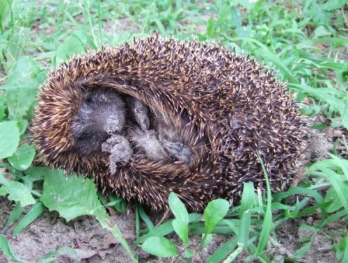 igel.jpg